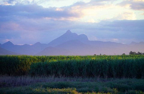 Mt Warning Rainforest Park - Sunshine Coast Tourism 21