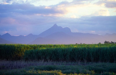 Mt Warning Rainforest Park - Sunshine Coast Tourism 16