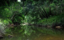Aranyani Bison Adventure Tourist Park - Holiday Sunshine Coast 3