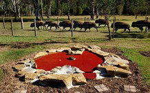 Aranyani Bison Adventure Tourist Park - Holiday Sunshine Coast 5