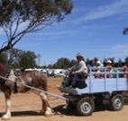 Ariah Park Camping Ground - Holiday Sunshine Coast