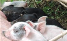 Avalon River Retreat - Holiday Sunshine Coast 4