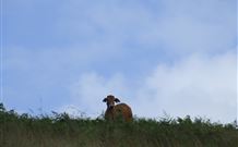 Avalon River Retreat - Holiday Sunshine Coast 7