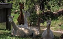 Avalon River Retreat - Holiday Sunshine Coast 6