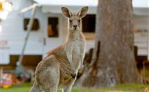 BIG4 Sunshine South West Rocks Holiday Park - South - Sunshine Coast Tourism 3