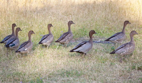 Camp Wambelong - Sunshine Coast Tourism 1