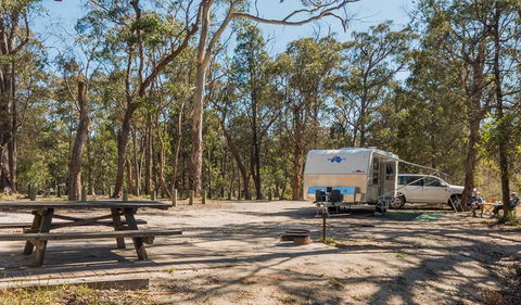 Cypress-pine Campground - Sunshine Coast Tourism 1