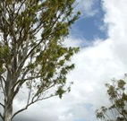 Glen Villa Resort and Tourist Park Casino - Sunshine Coast Tourism