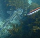 Honeymoon Bay - Holiday Sunshine Coast