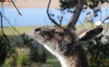 Joalah Holiday Park - Sunshine Coast Tourism 1