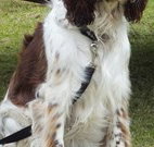 Merimbula Lake Holiday Park - Sunshine Coast Tourism