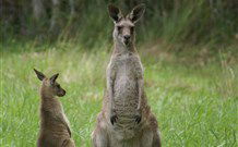 Michael's Clarence Valley Retreat - Sunshine Coast Tourism 7
