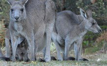 Myola Tourist Resort Caravan Park - Holiday Sunshine Coast 2