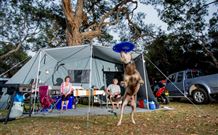 North Coast Holiday Parks North Haven - Sunshine Coast Tourism 6