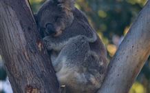 Port Stephens Treescape - Sunshine Coast Tourism 5