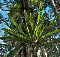Rummery Park campground - Sunshine Coast Tourism