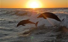 Sapphire Sun Eco Holiday Village - Eden - Sunshine Coast Tourism 3