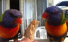 Sapphire Sun Eco Holiday Village - Eden - Sunshine Coast Tourism 2