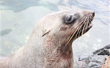 Sapphire Sun Eco Holiday Village - Eden - Sunshine Coast Tourism 4