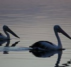 Lakeview Motor Inn - Belmont - Sunshine Coast Tourism