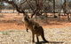 Mungo Lodge Tours And Accommodation - thumb 4