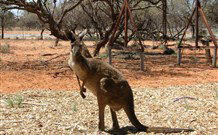 Mungo Lodge Tours And Accommodation - Sunshine Coast Tourism 4