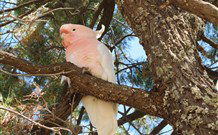 Mungo Lodge Tours And Accommodation - Sunshine Coast Tourism 5
