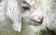 Ashmar Farm Stay - thumb 1