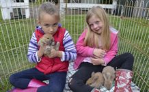 Ashmar Farm Stay - Holiday Sunshine Coast 2