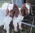 Burns B and B and Yabby Farm - Sunshine Coast Tourism