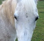 Eaglewood B and B and Farmstay - Sunshine Coast Tourism