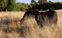 Hanericka Farmstay - Sunshine Coast Tourism 1