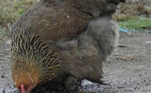 Mudgees Getaway Cottages - Holiday Sunshine Coast 2