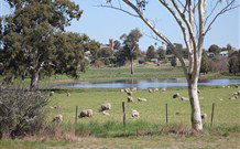 Yamba Farmstay - Sunshine Coast Tourism 5