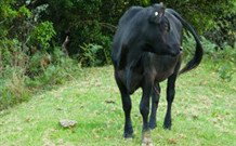 Yarralong BnB And Farm Stay - Sunshine Coast Tourism 1