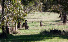 Amazing Country Escapes - Lakeview Luxury Cabins - Holiday Sunshine Coast 2