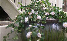 Amore Boutique Bed And Breakfast - Holiday Sunshine Coast 2