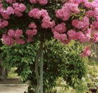 Eden Bed and Breakfast - Sunshine Coast Tourism