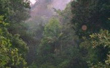 Havans Ecotourist Retreat - - Sunshine Coast Tourism 0