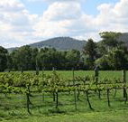 Jessica's Guest House and Vineyard - Sunshine Coast Tourism