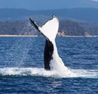 Snug Cove Bed and Breakfast - Sunshine Coast Tourism