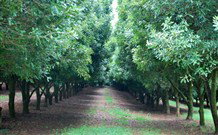 The Shed B And B - Holiday Sunshine Coast 3