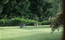 Yallambee Bed And Breakfast - Holiday Sunshine Coast 4