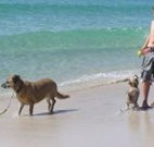 A Paradise Bungalow Waterfront - Holiday Sunshine Coast