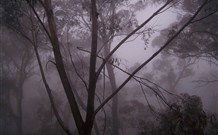 SeaChange Holiday Cottage And SeaStay Cottage - Sunshine Coast Tourism 4