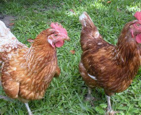 Imbil Bridge Farm - Sunshine Coast Tourism 1