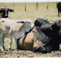Henderson Park Farm Retreat - Holiday Sunshine Coast