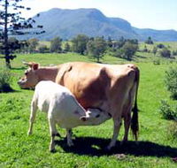 Cedar Glen Farmstay - Holiday Sunshine Coast