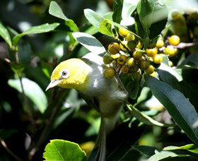 Arborlee Rainforest Retreat - Sunshine Coast Tourism 2