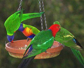 Bellthorpe Stays - Nature's Retreat - Sunshine Coast Tourism 3
